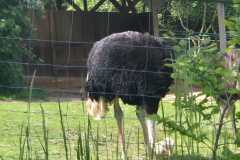 IMG-20260524-WA0011