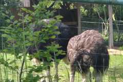 IMG-20260524-WA0013